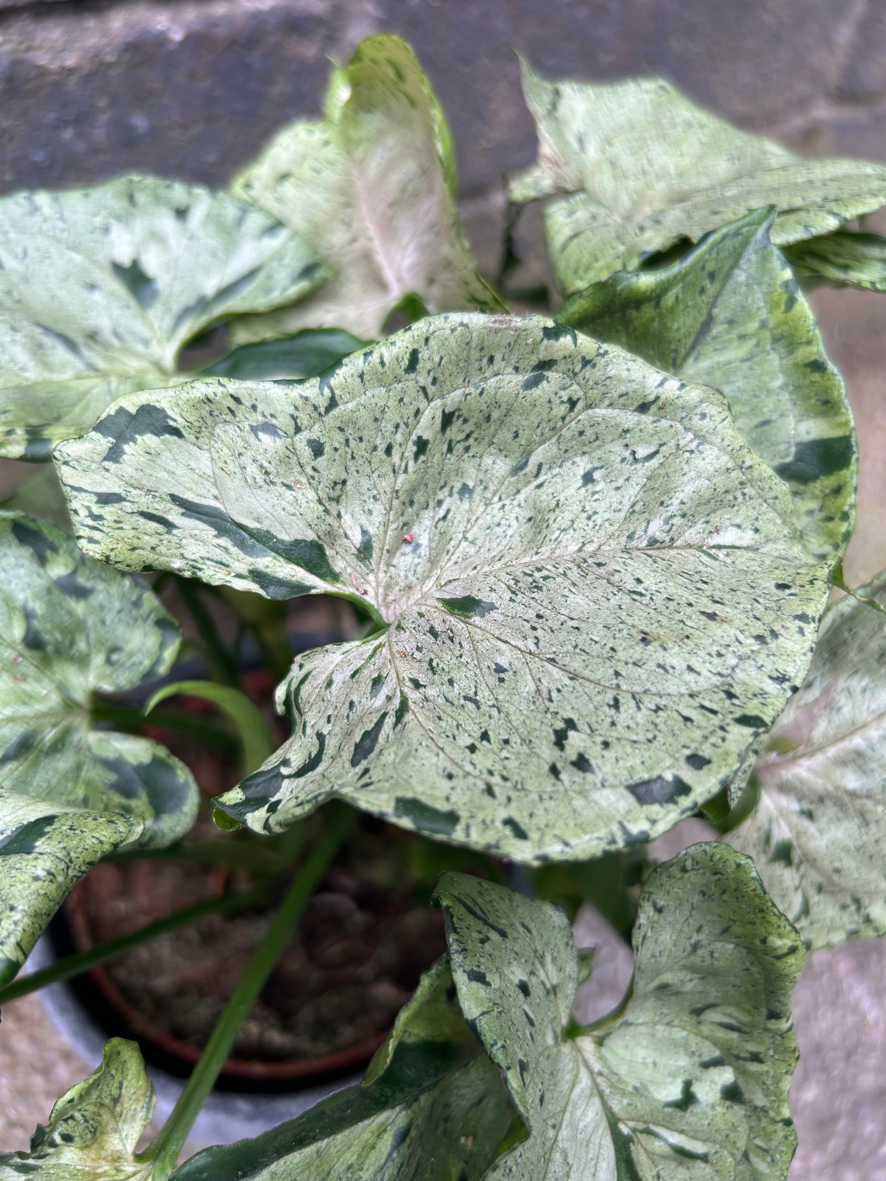 Syngonium Green Splash