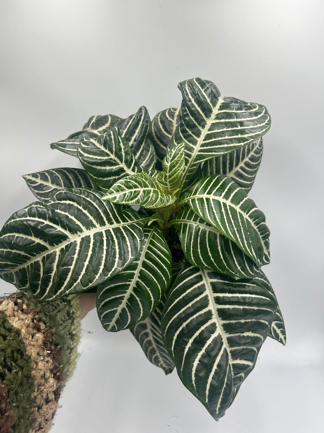 Aphelandra squarrosa