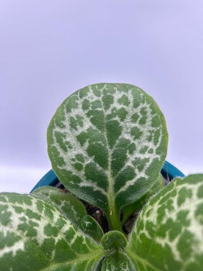 Streptocarpus Pretty Turtle