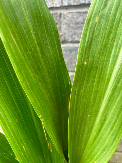 Aspidistra Eliatior