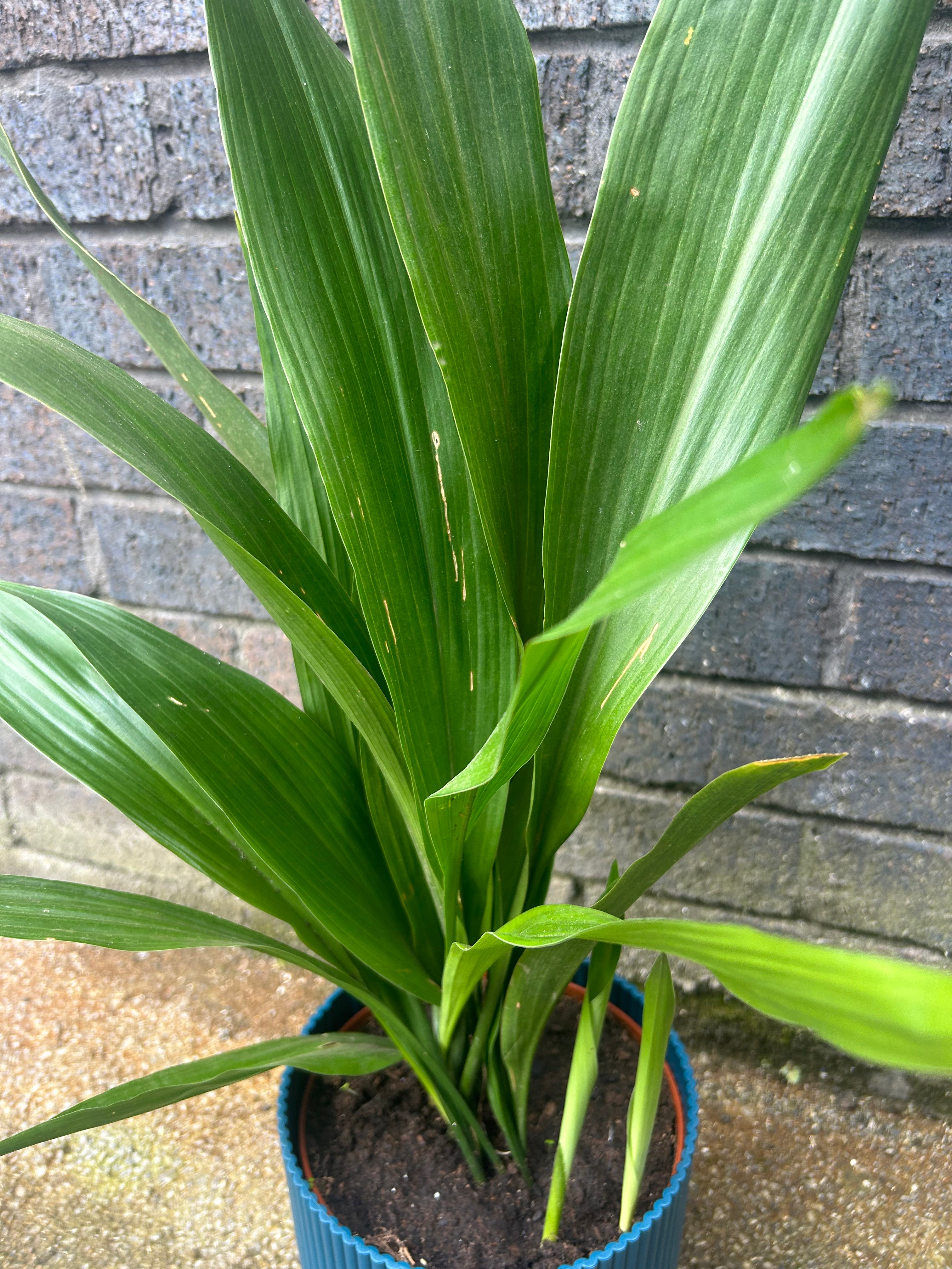 Aspidistra Eliatior