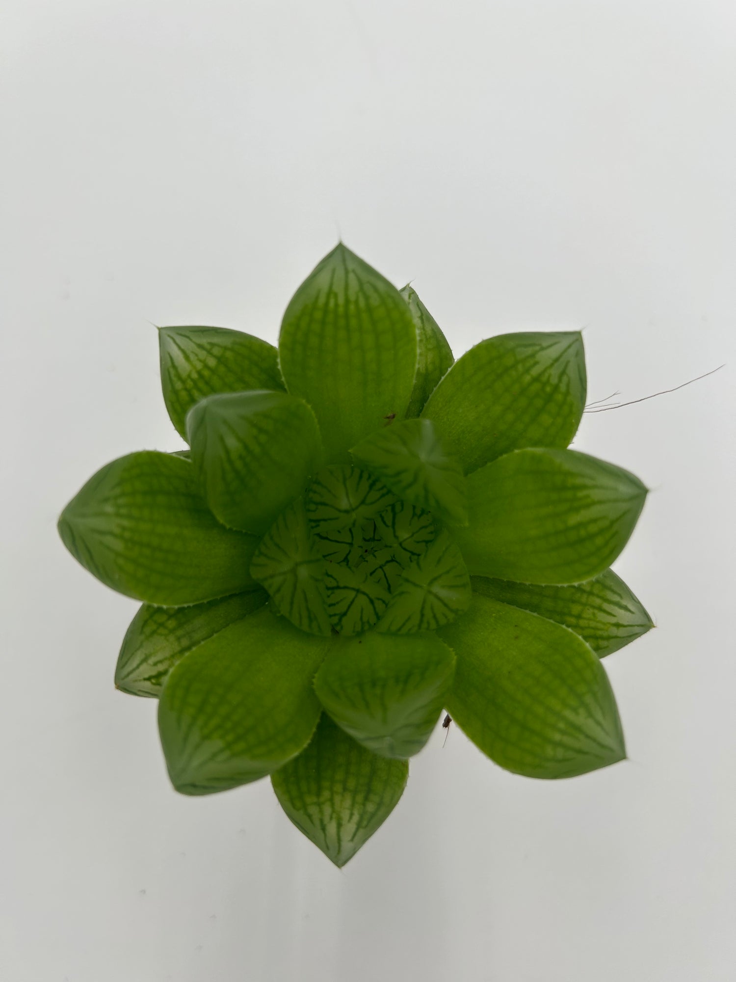 Haworthia Cooperii