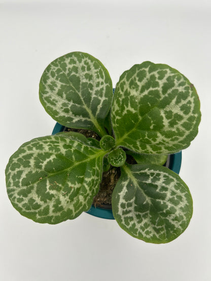 Streptocarpus Pretty Turtle