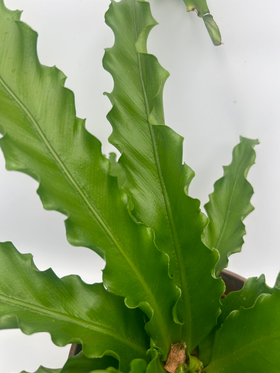 Asplenium Osaka