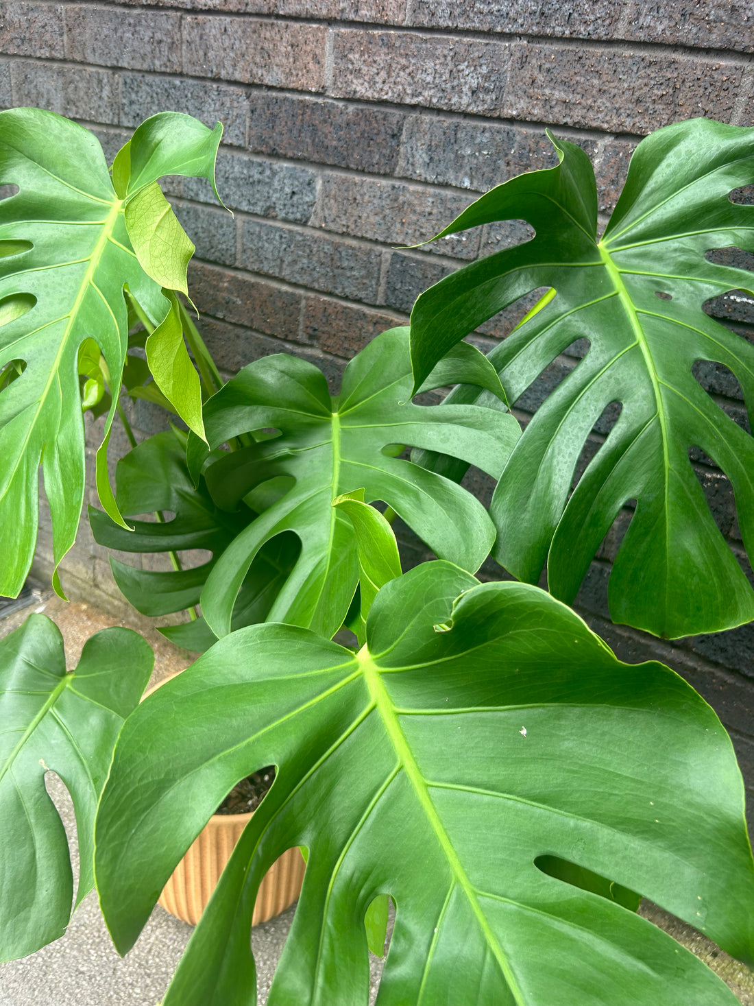 Monstera Deliciosa XL Leaves (Collection Only)