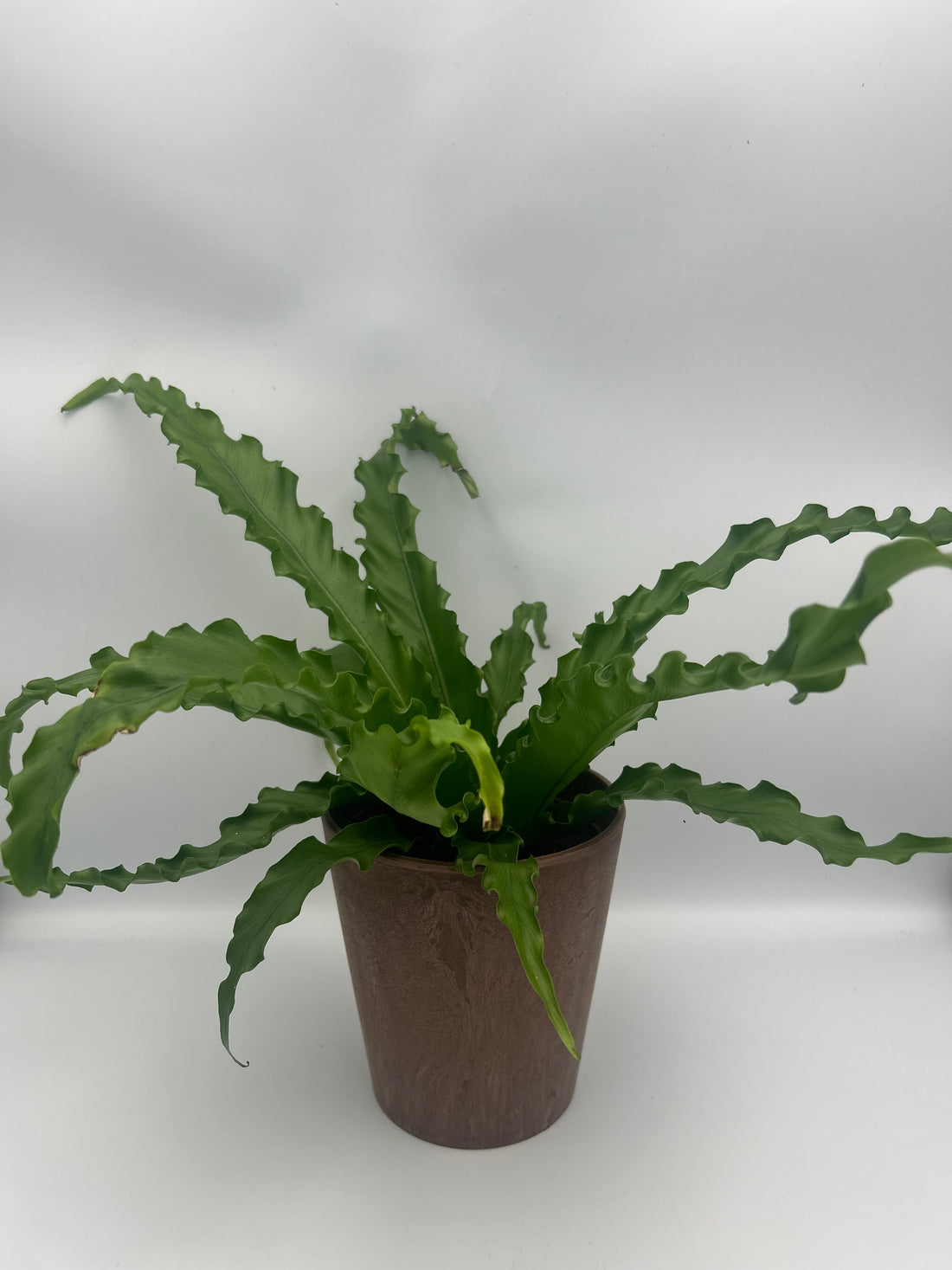 Asplenium Osaka