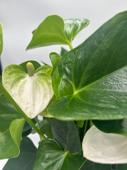 Anthurium Samora