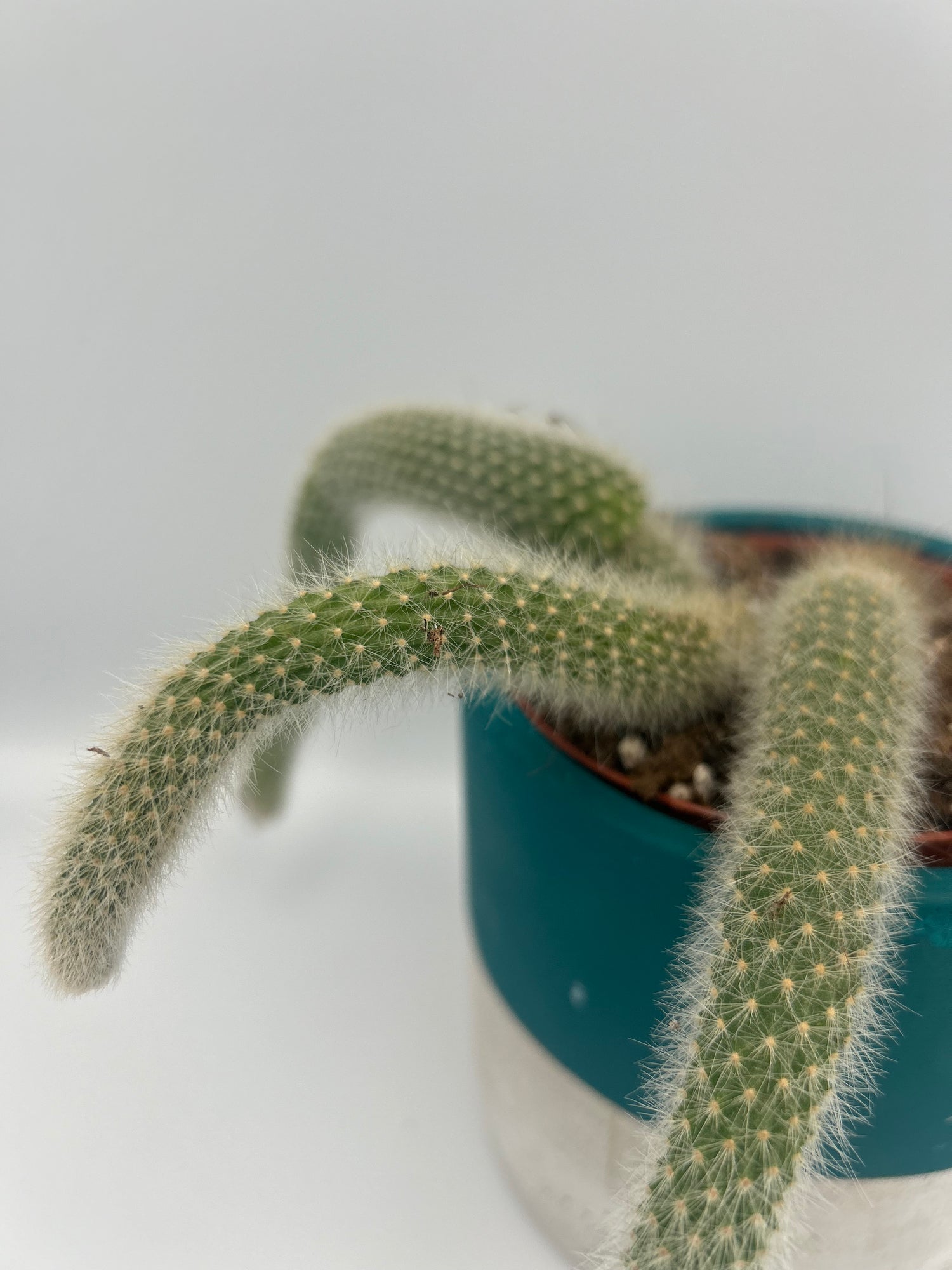 Cleistocactus Colademonis