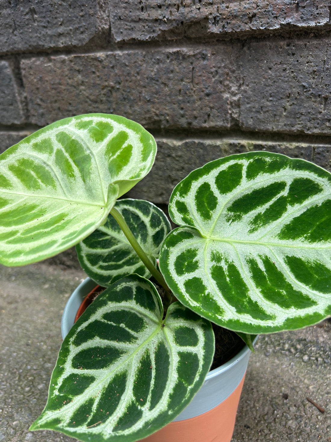 Anthurium Silver Blush