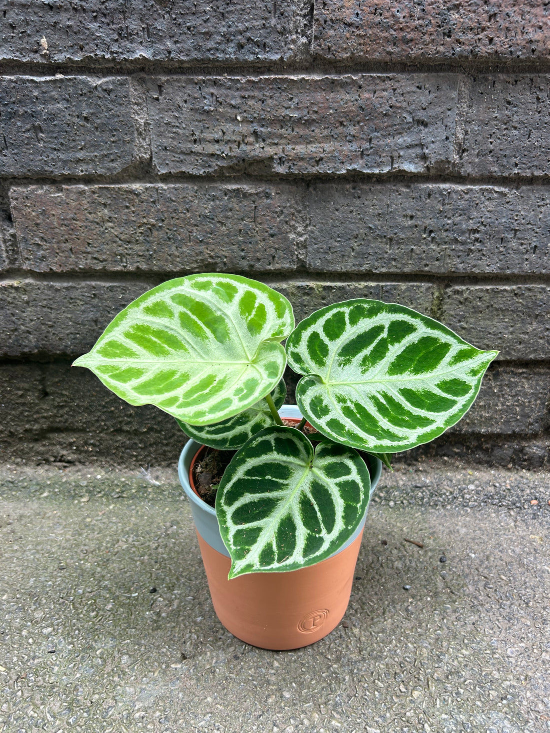 Anthurium Silver Blush