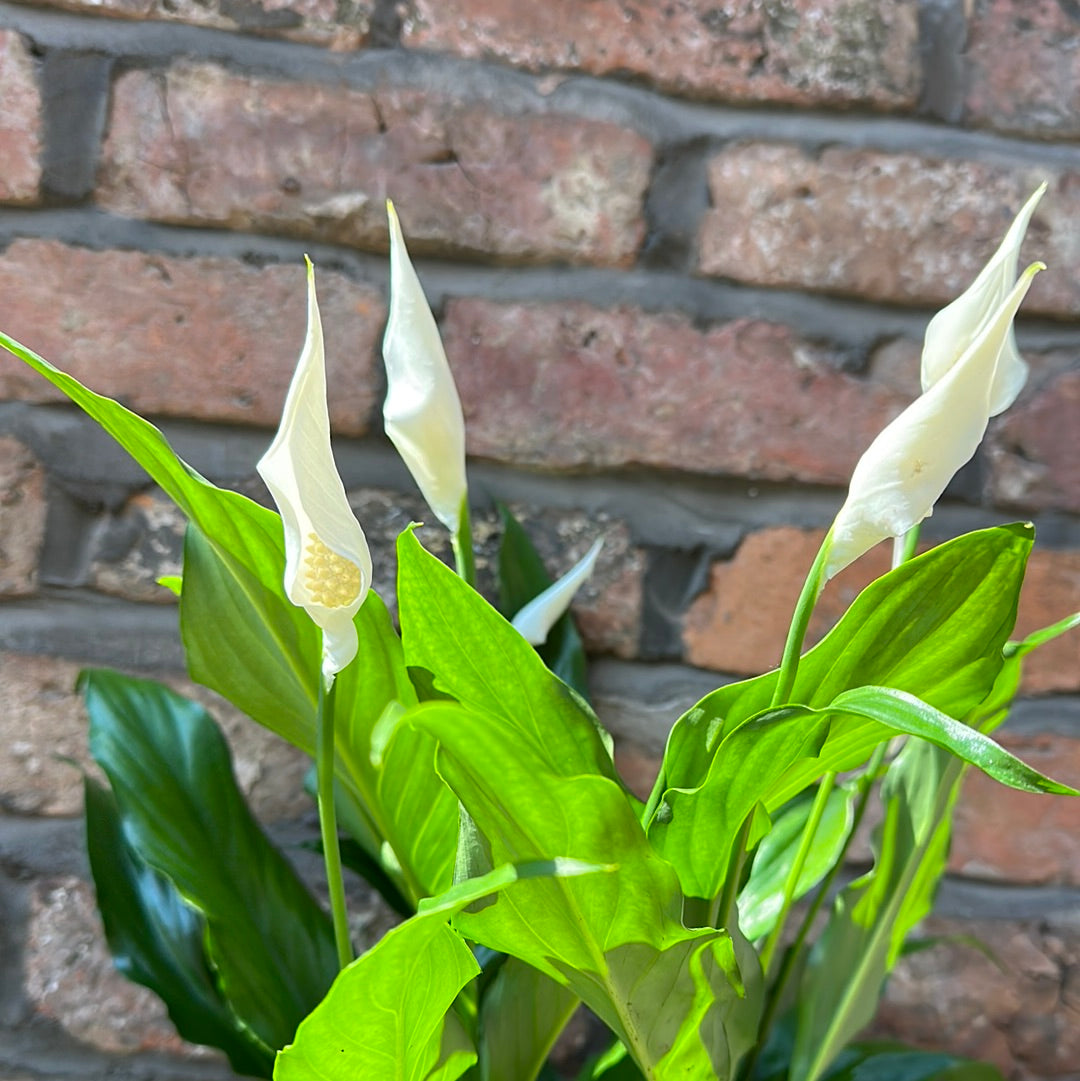 Peace Lilly