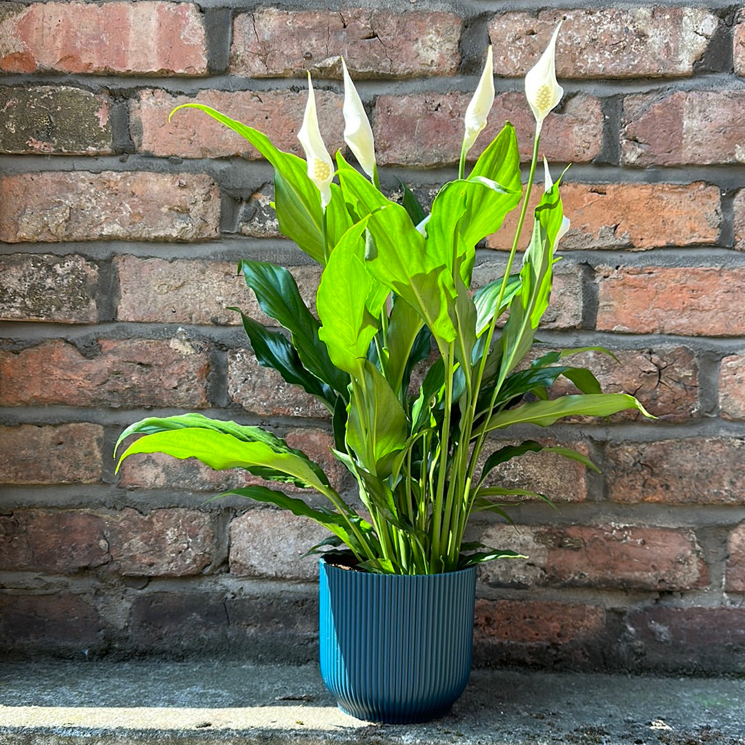 Peace Lilly