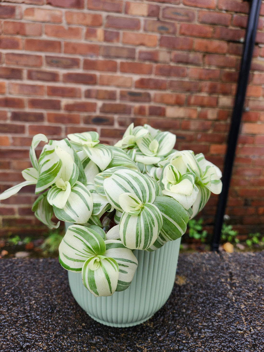 Tradescantia White