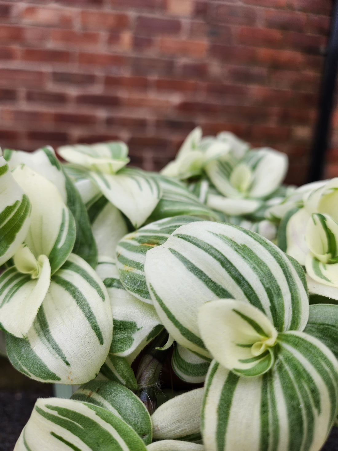 Tradescantia White