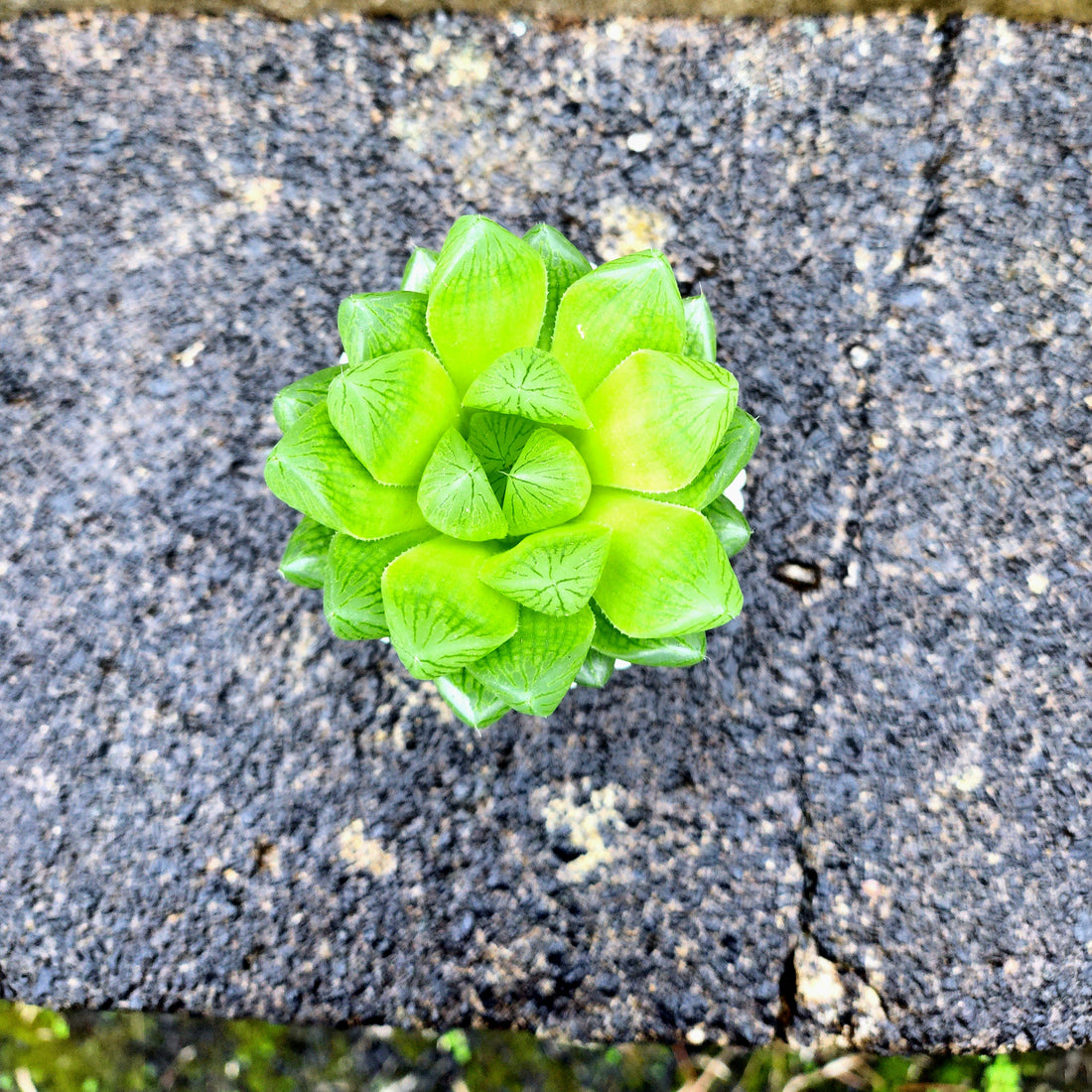 Haworthia Cooperii