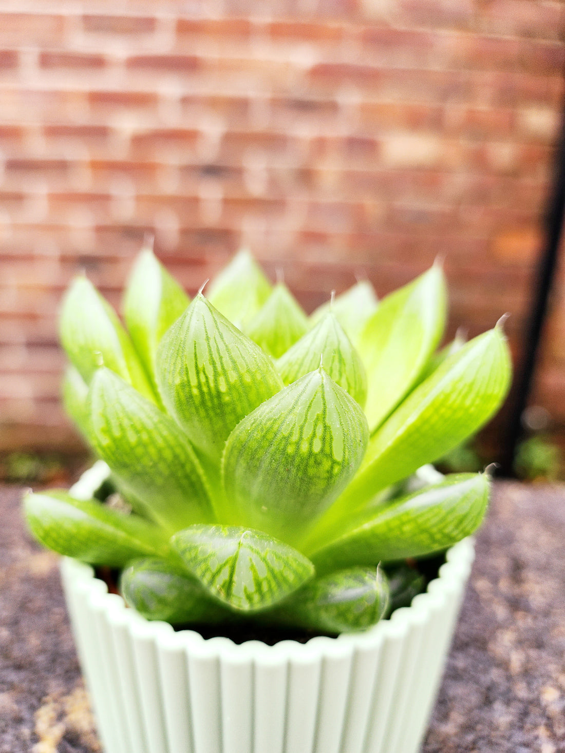 Haworthia Cooperii