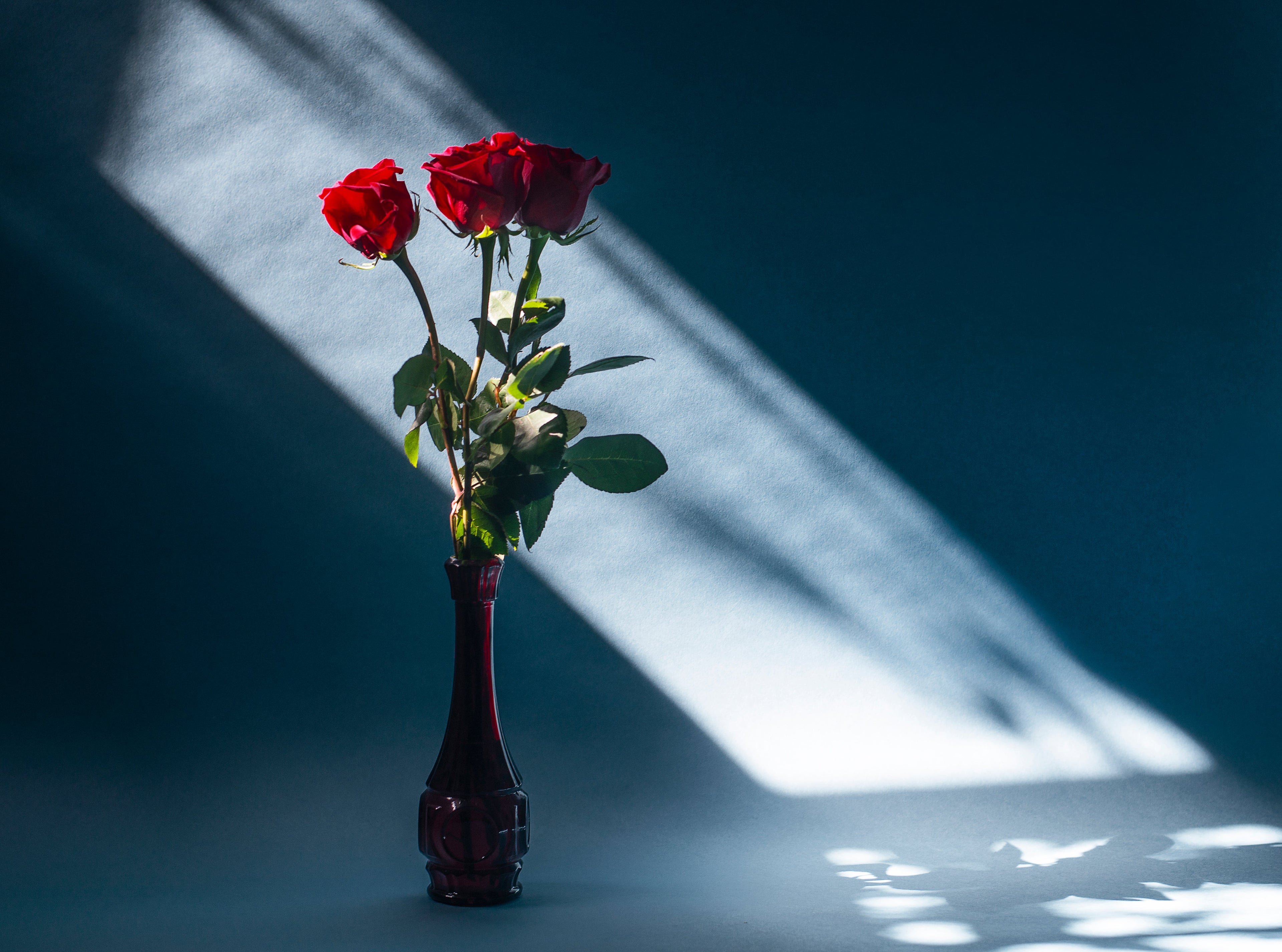 Single Red Rose and Foliage