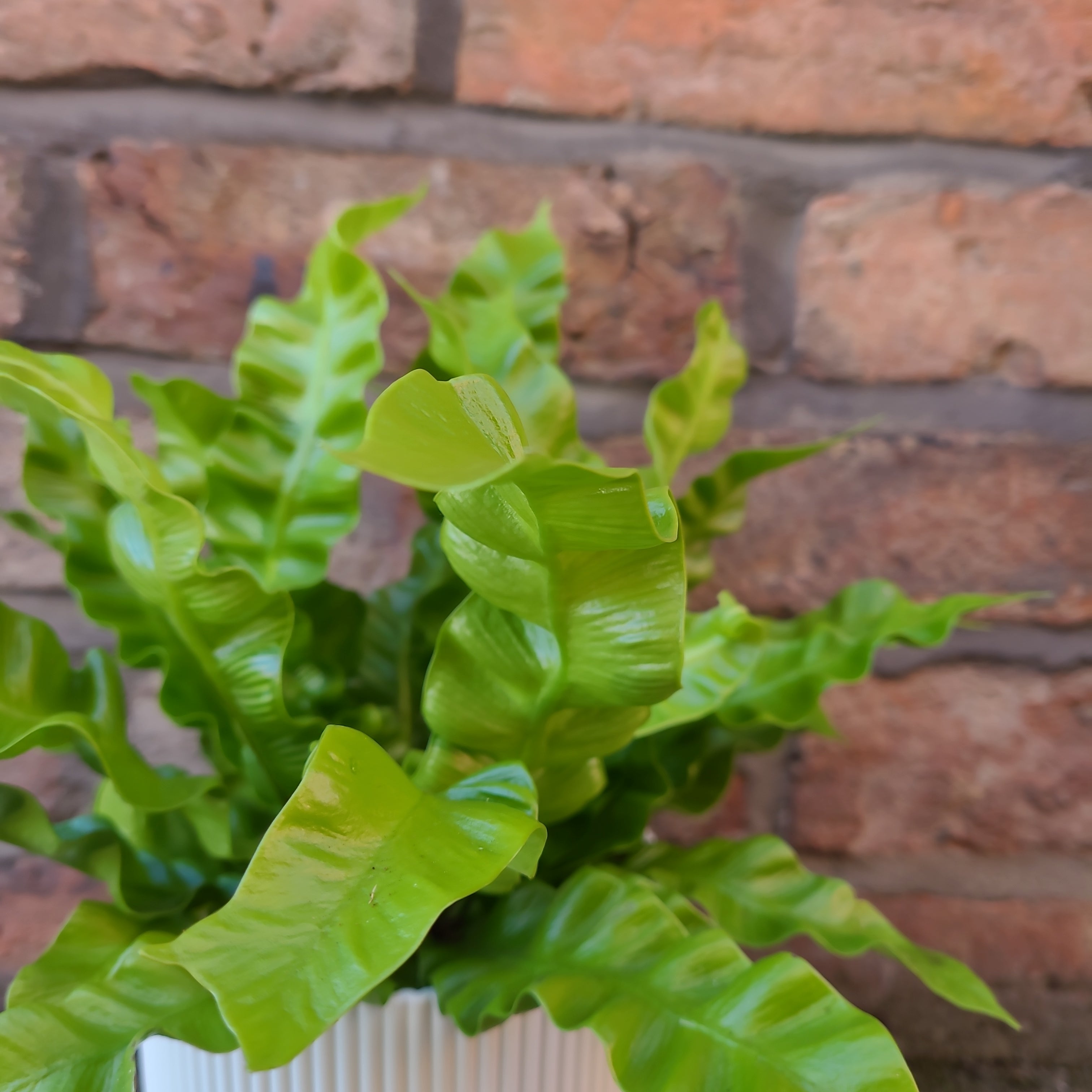 Asplenium Crispy Wave