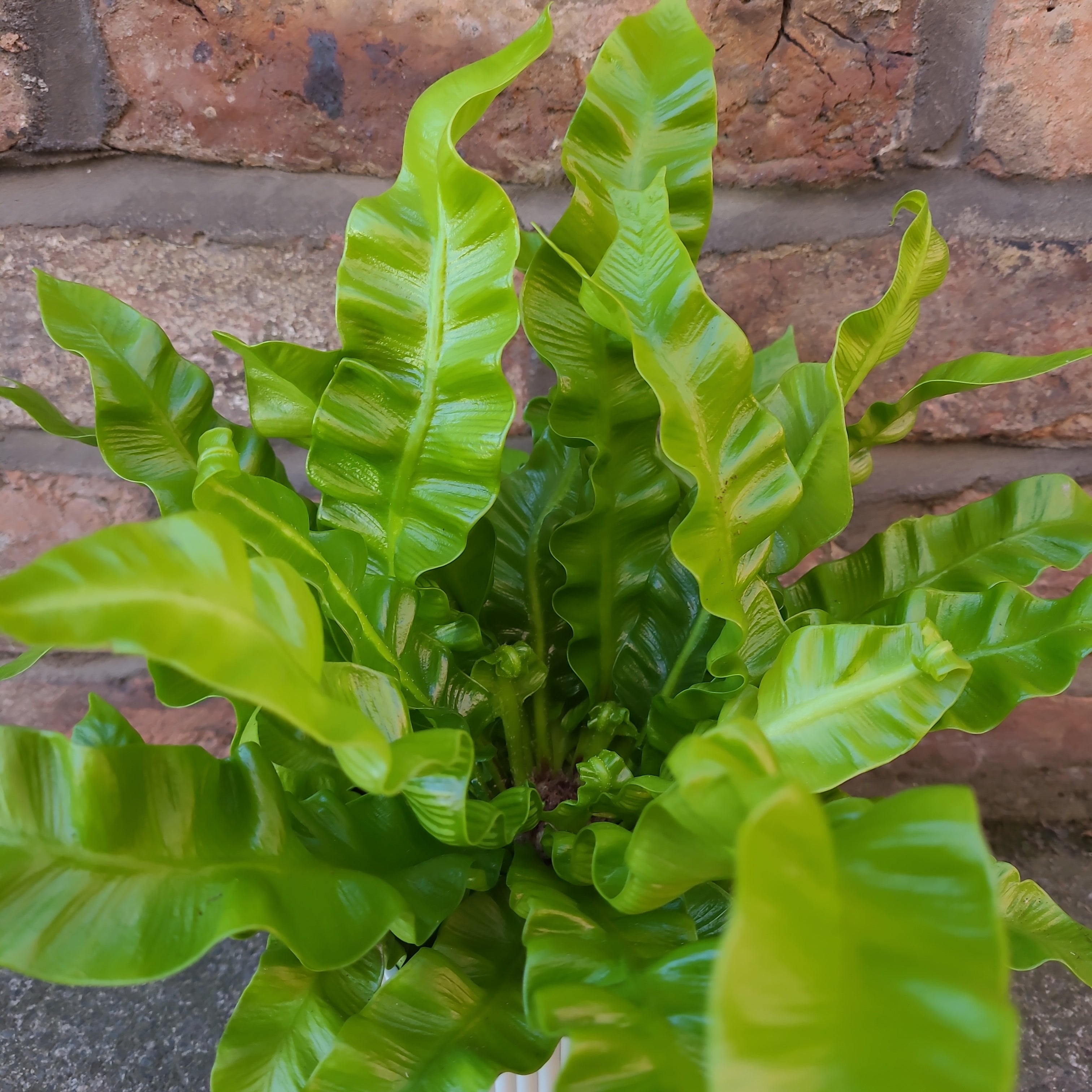 Asplenium Crispy Wave