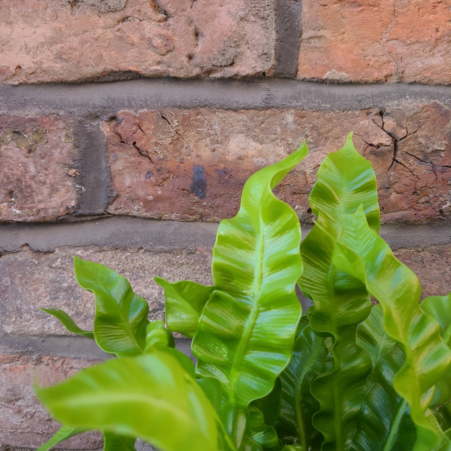 Asplenium Crispy Wave