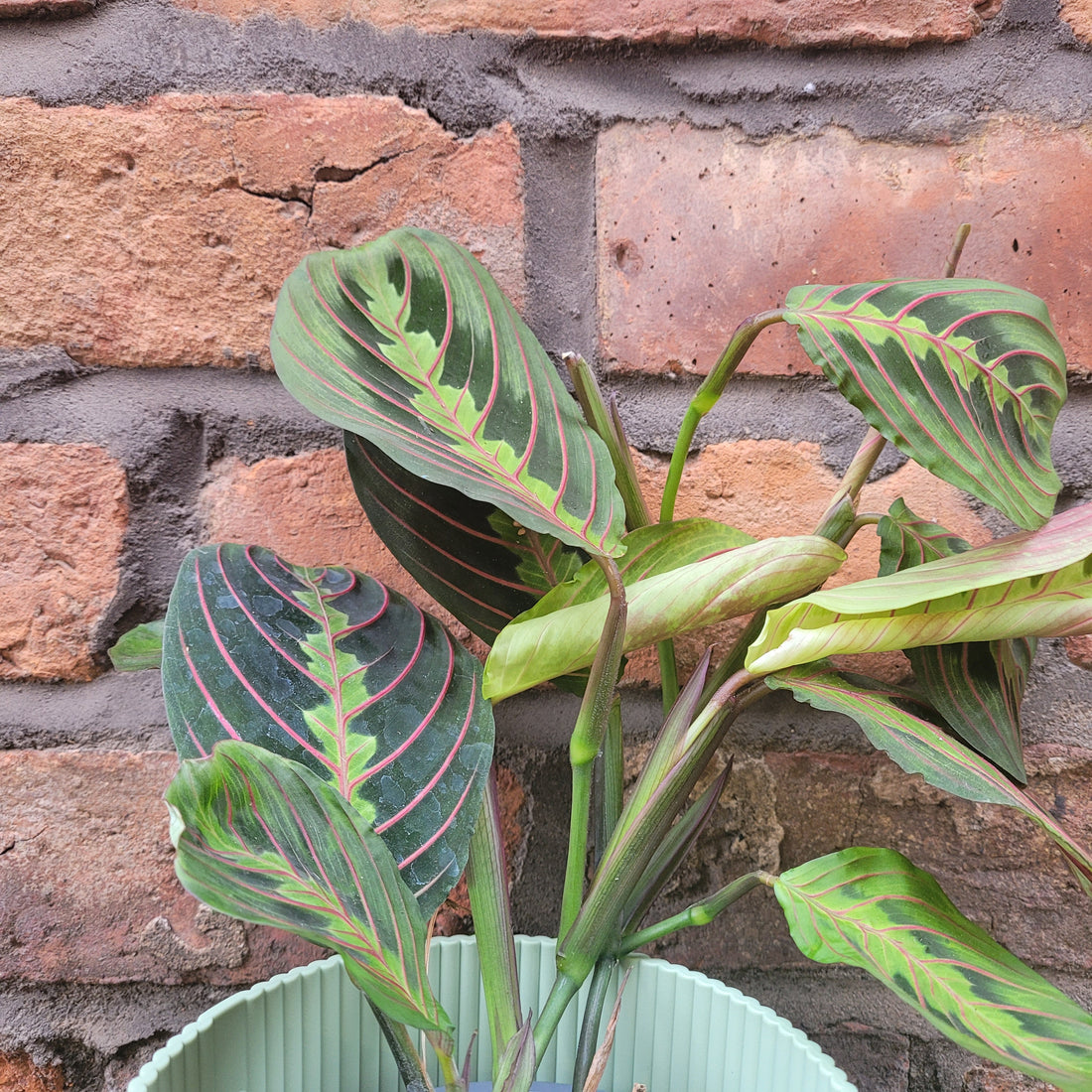 Maranta leuconeura red stripe