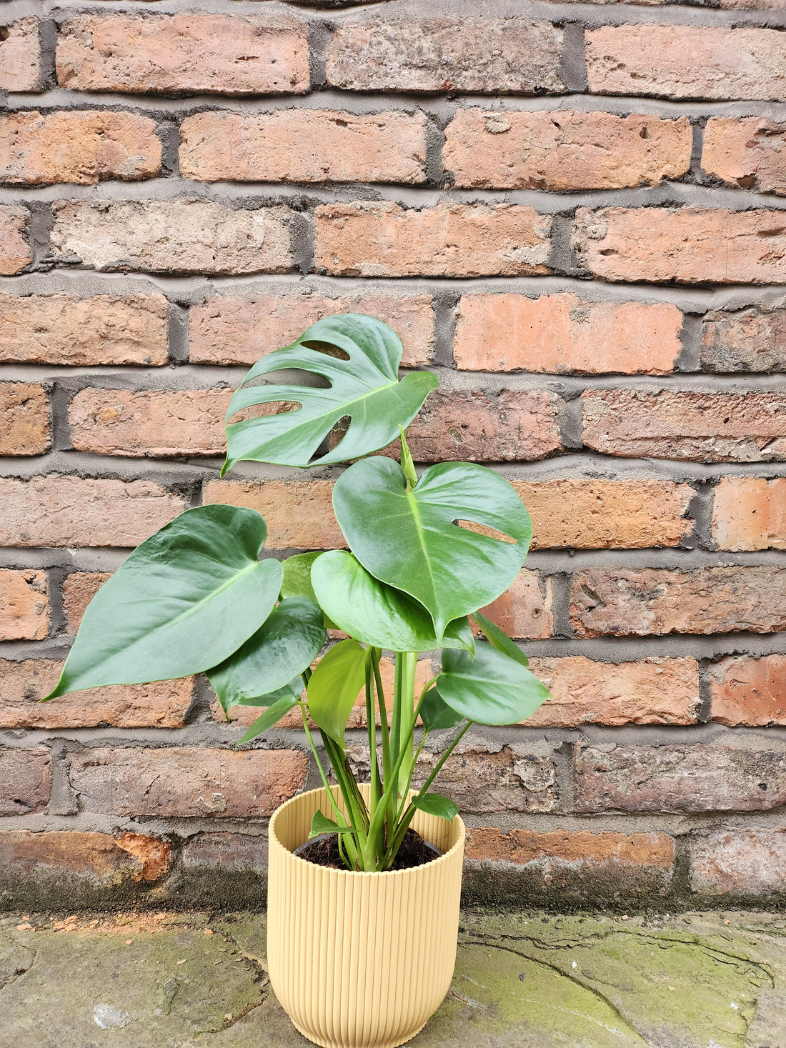 Monstera Deliciosa