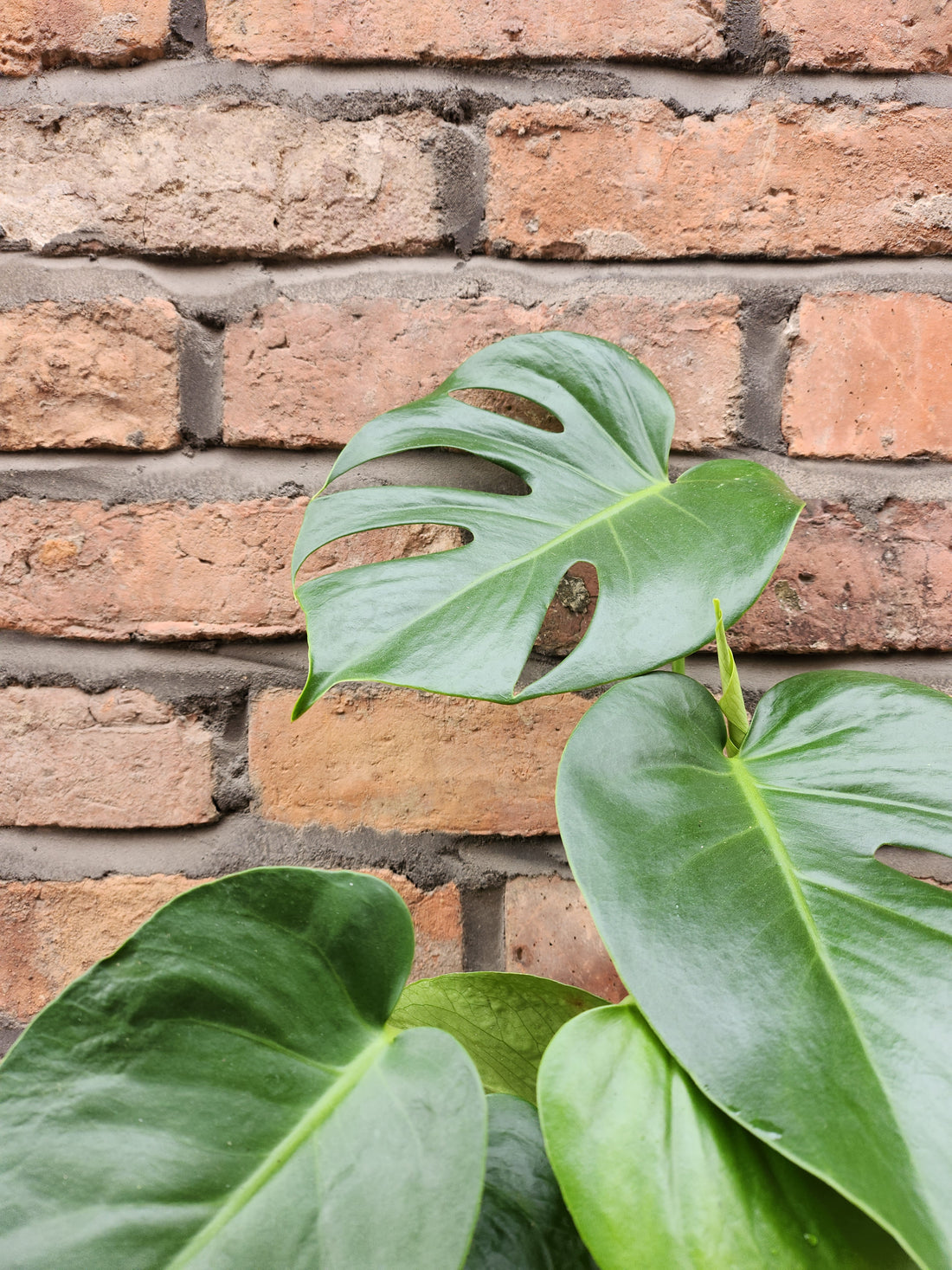 Monstera Deliciosa