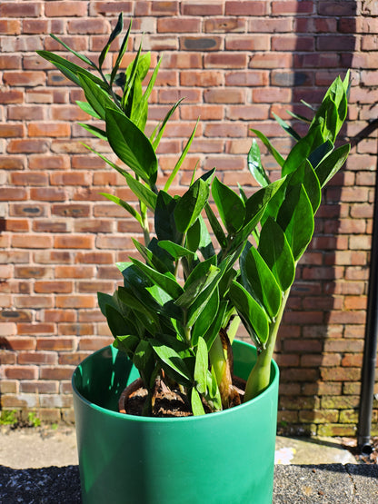 Zamioculcas zamiifolia