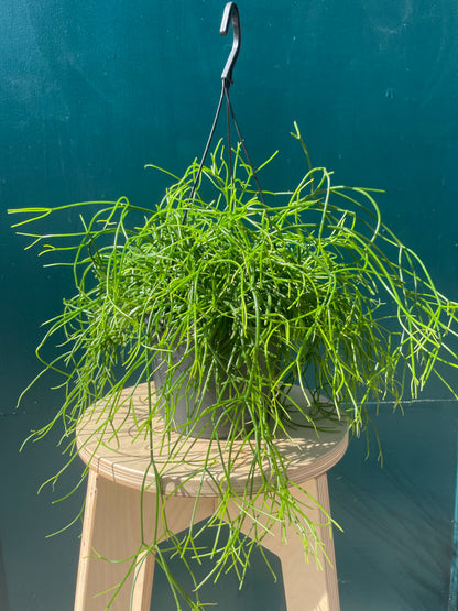 Rhipsalis Cassutha Oasis