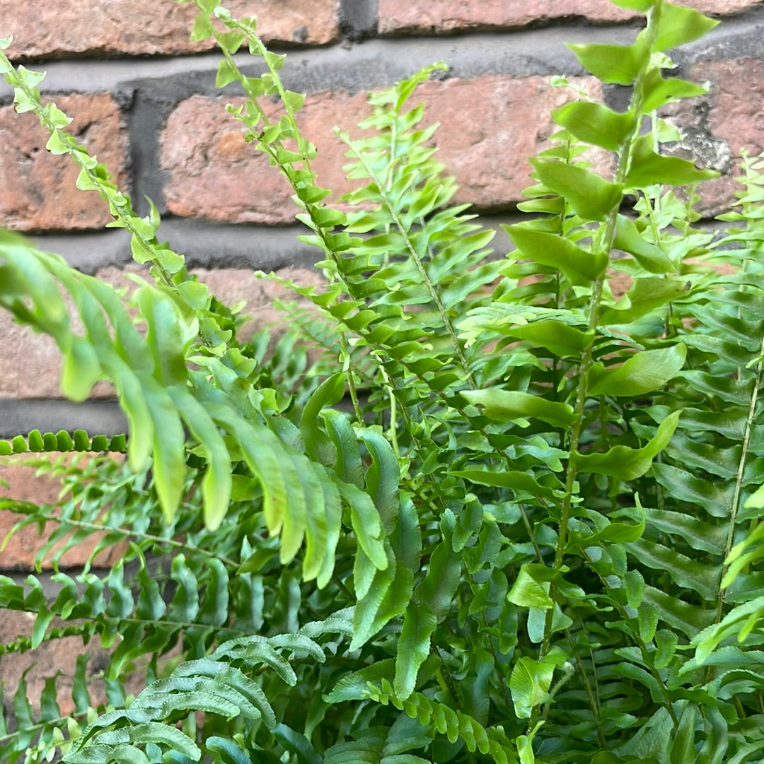 Boston Fern