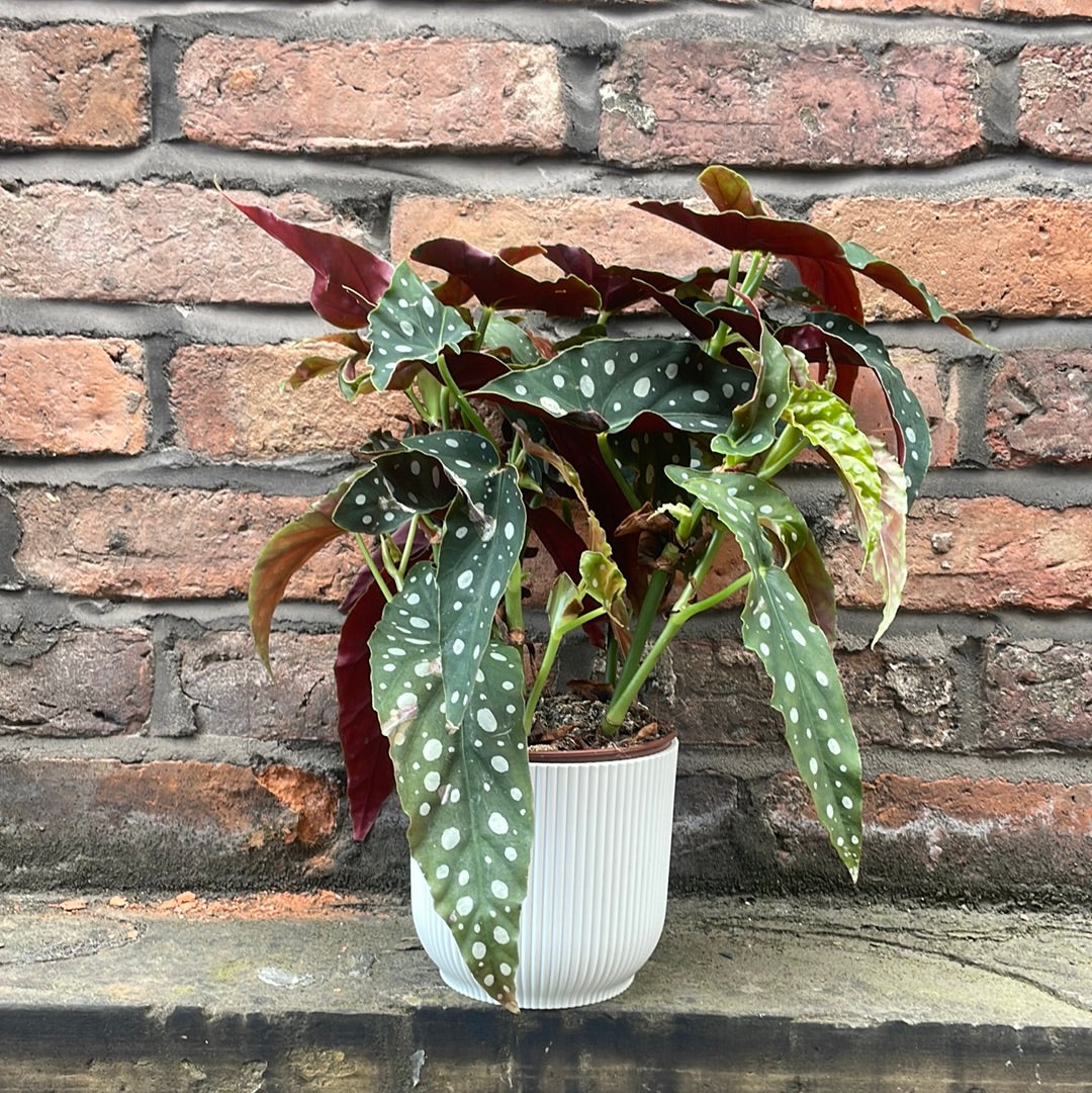 Begonia Maculata