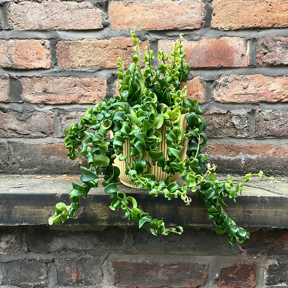 Plants and Flower in Altrincham & Sale town centre Green + Grounded