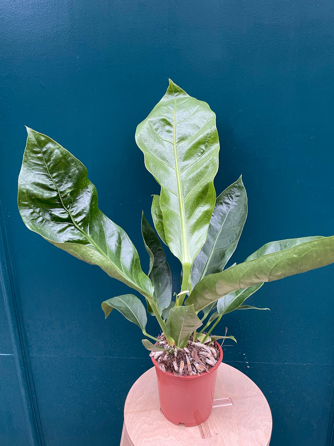 Anthurium Jungle bush