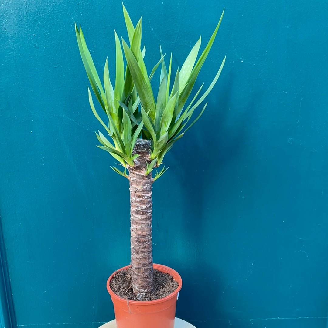 Yucca elephantipes