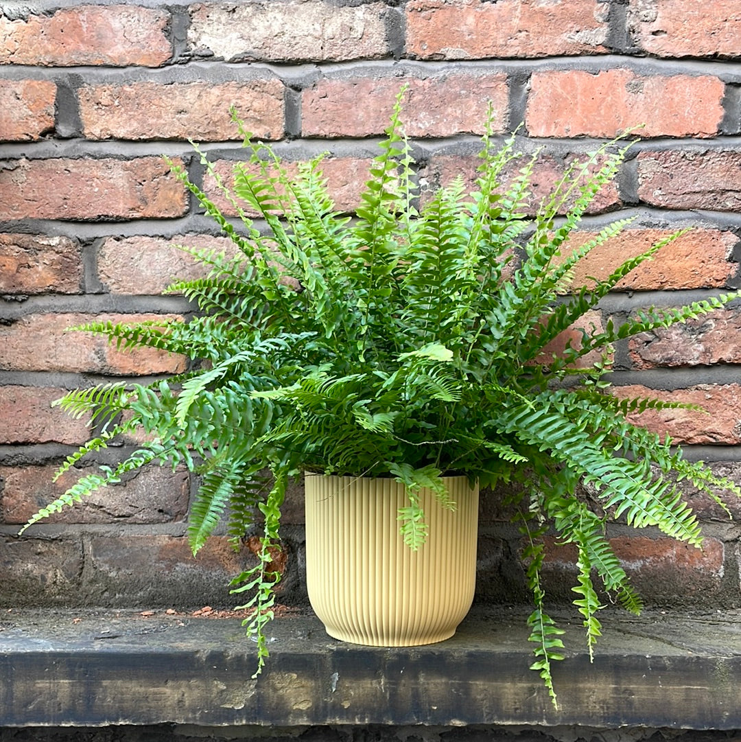 Boston Fern