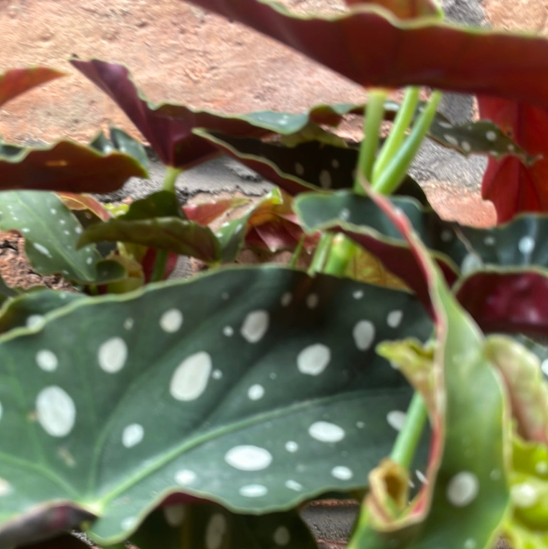 Begonia Maculata