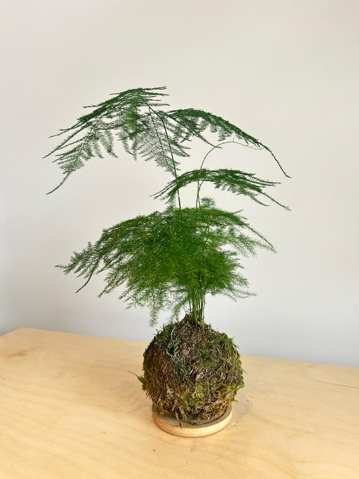 Asparagus Fern Bonsai