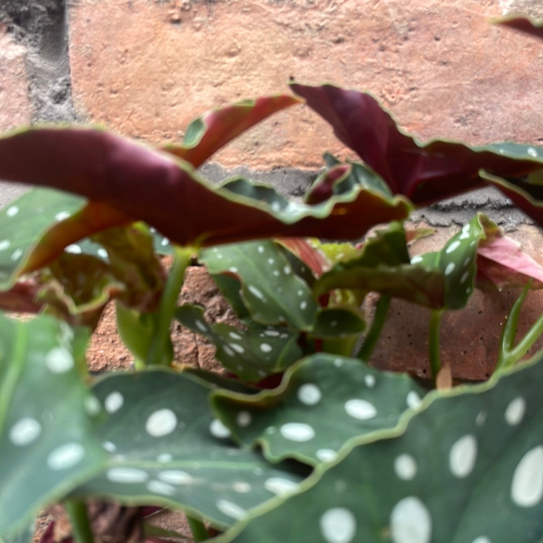 Begonia Maculata